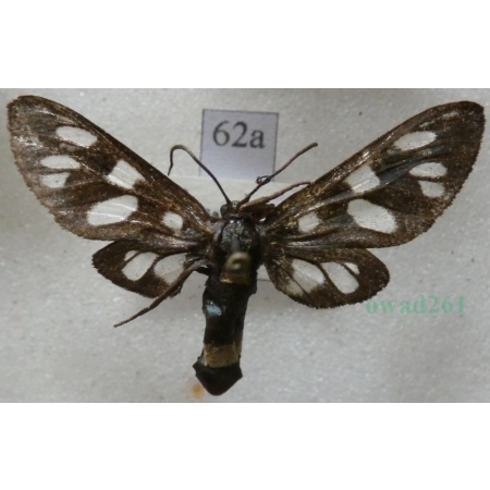 Amata phegea (Linnaeus, 1758) Oblaczek granatek Czech62a